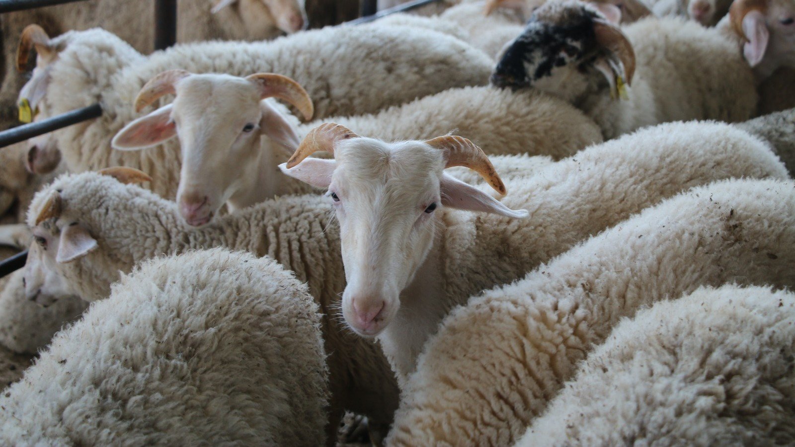 Kurban Bağışında “Sahte Dernek” Riski Sahte Dernekler Nasıl Ayırt Edilir (1)-1