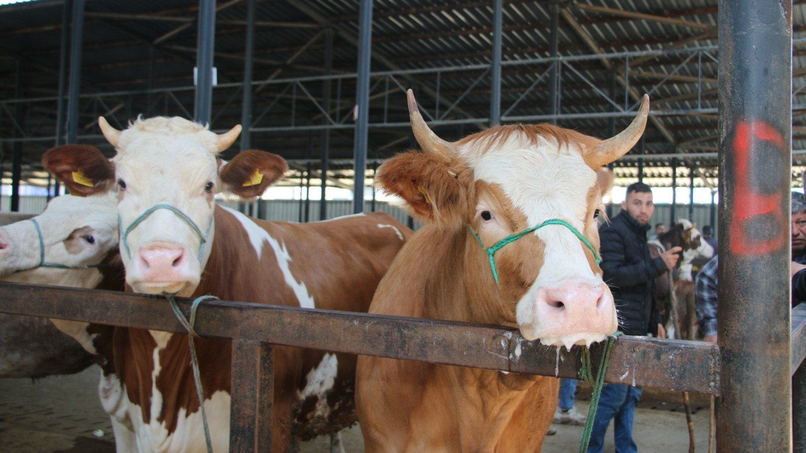 Kurban Bağışında “Sahte Dernek” Riski Sahte Dernekler Nasıl Ayırt Edilir (2)