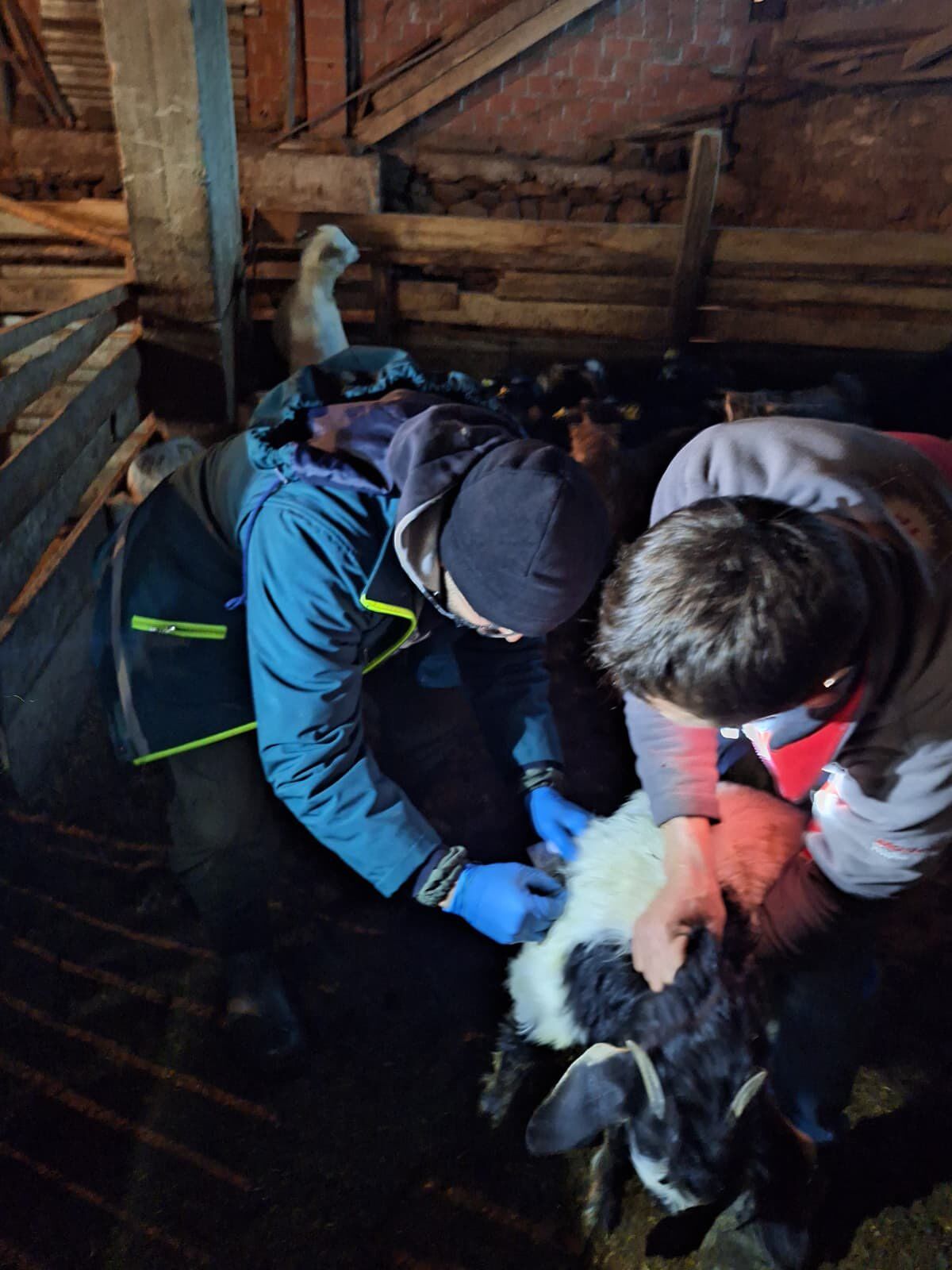 Kütahya Akçaşehirde Kuzulara Küpeleme Ve Aşılama Yapıldı
