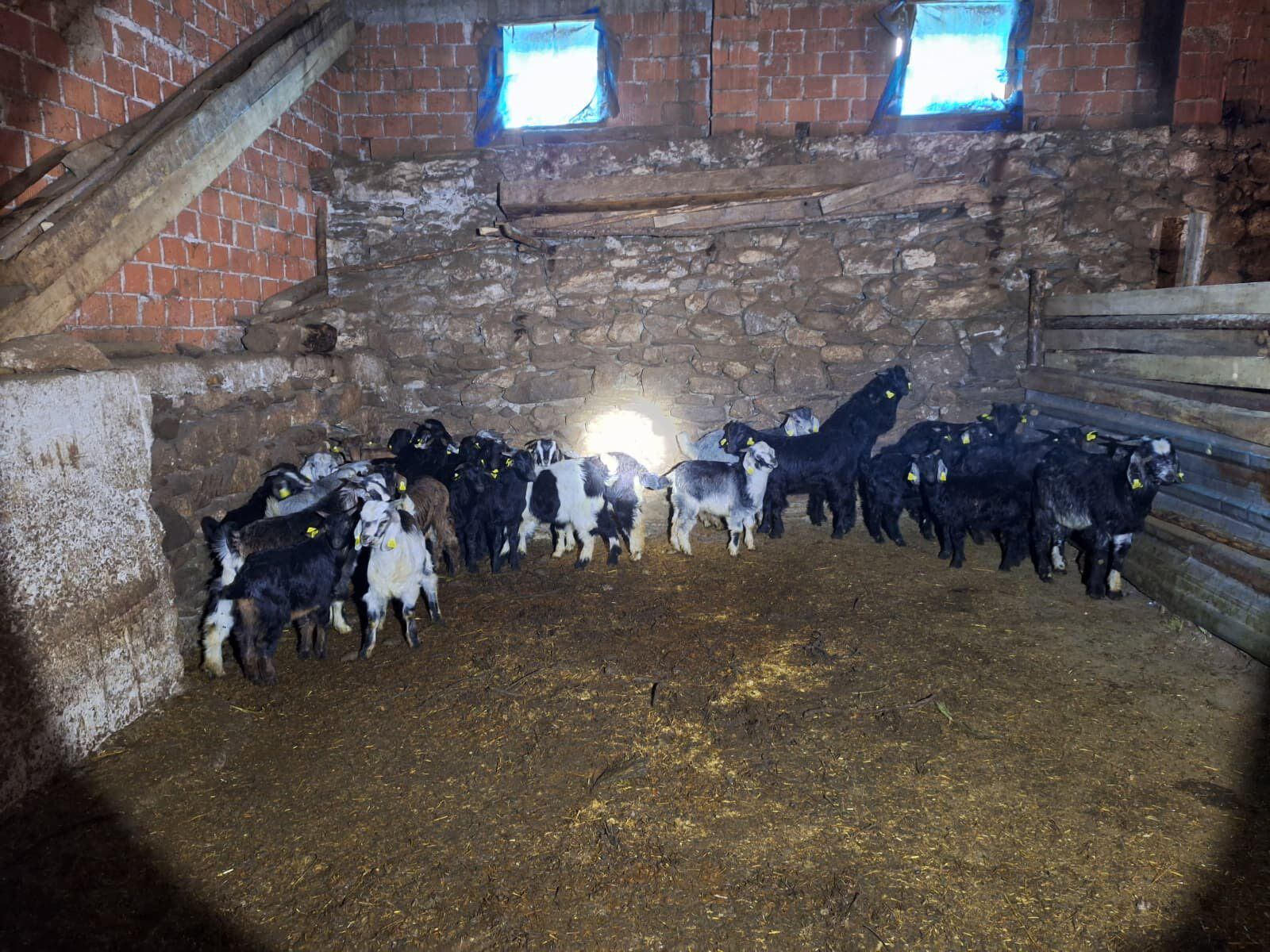 Kütahya Akçaşehirde Kuzulara Küpeleme Ve Aşılama Yapıldı2