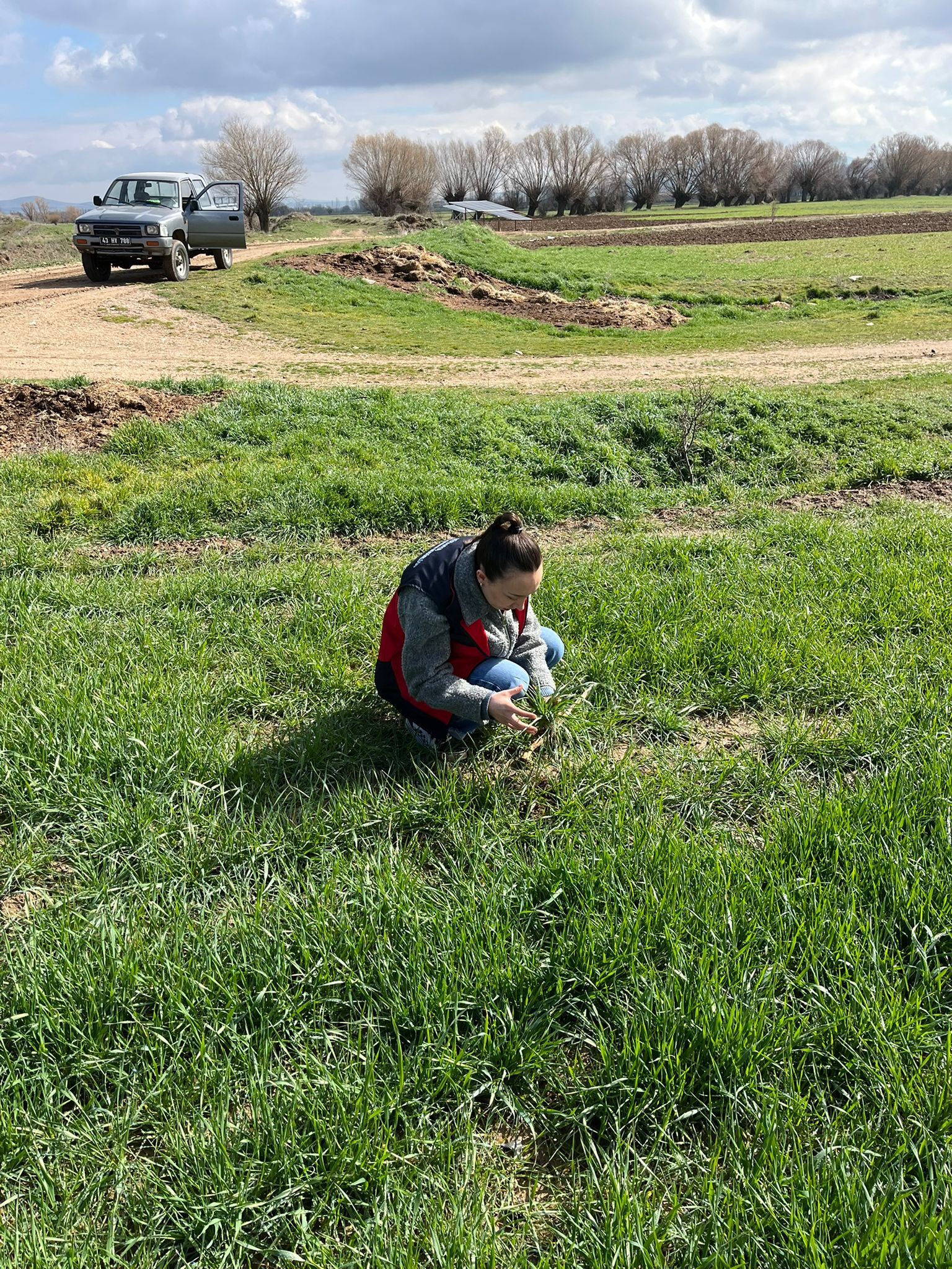 Kütahya Altıntaş’ta hububatlarda fenolojik gözlem