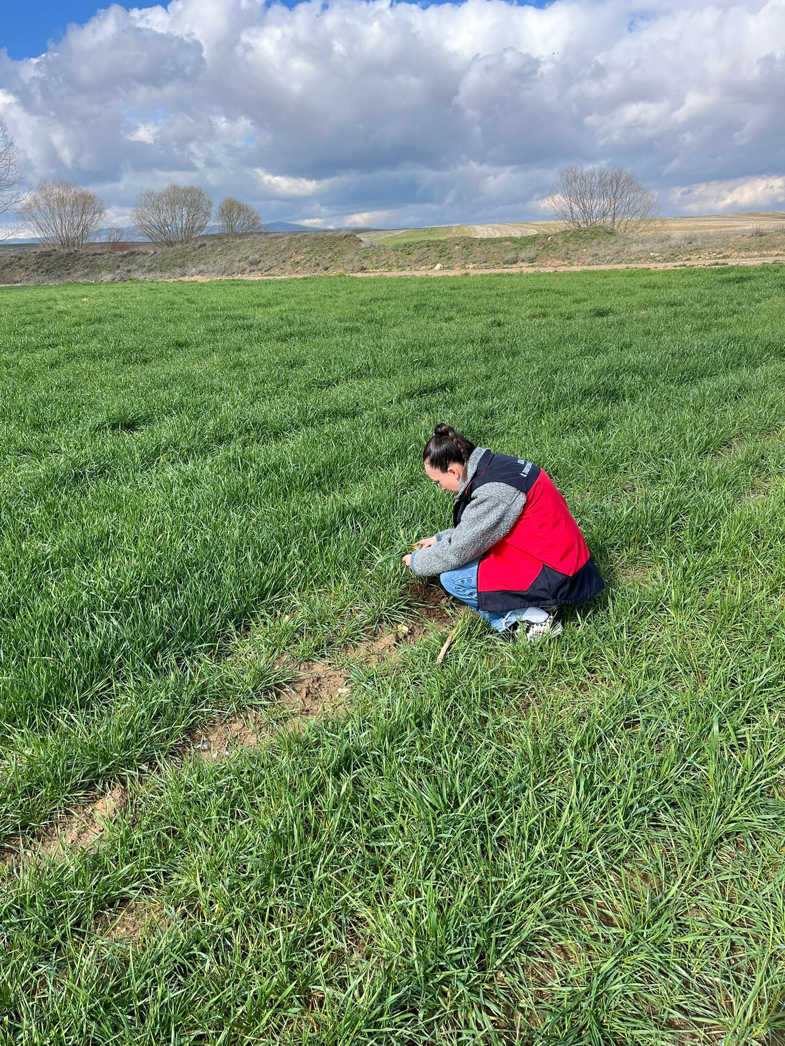Kütahya Altıntaş’ta Hububatlarda Fenolojik Gözlem2