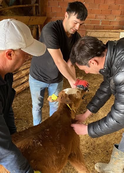 Kütahya Çavdarhisar’da Büyükbaş Hayvanlara Aşılama Çalışması 1