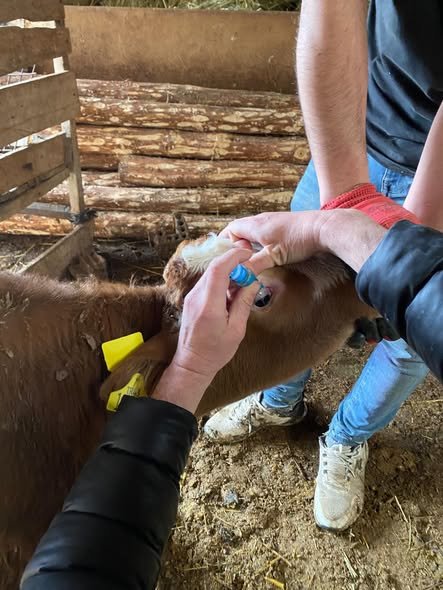 Kütahya Çavdarhisar’da Büyükbaş Hayvanlara Aşılama Çalışması 2