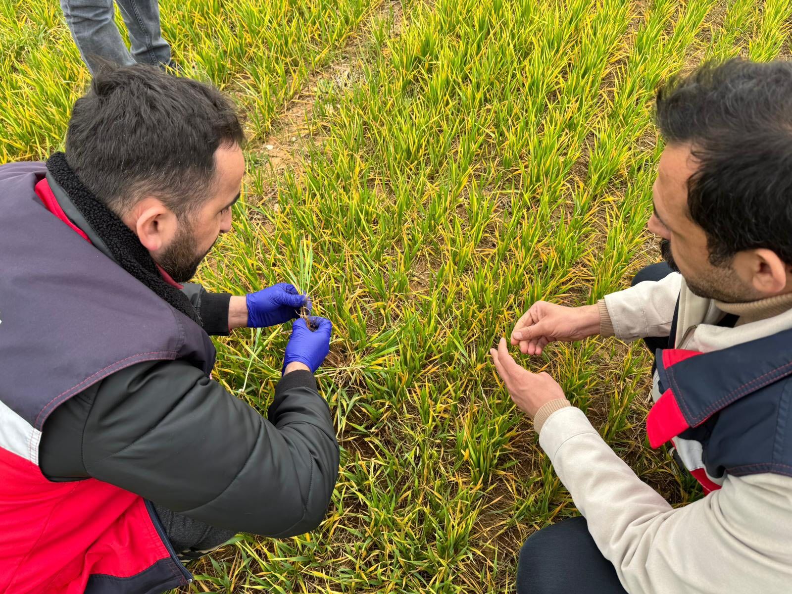 Kütahya Çavdarhisar’da Hububat Çalışmaları2