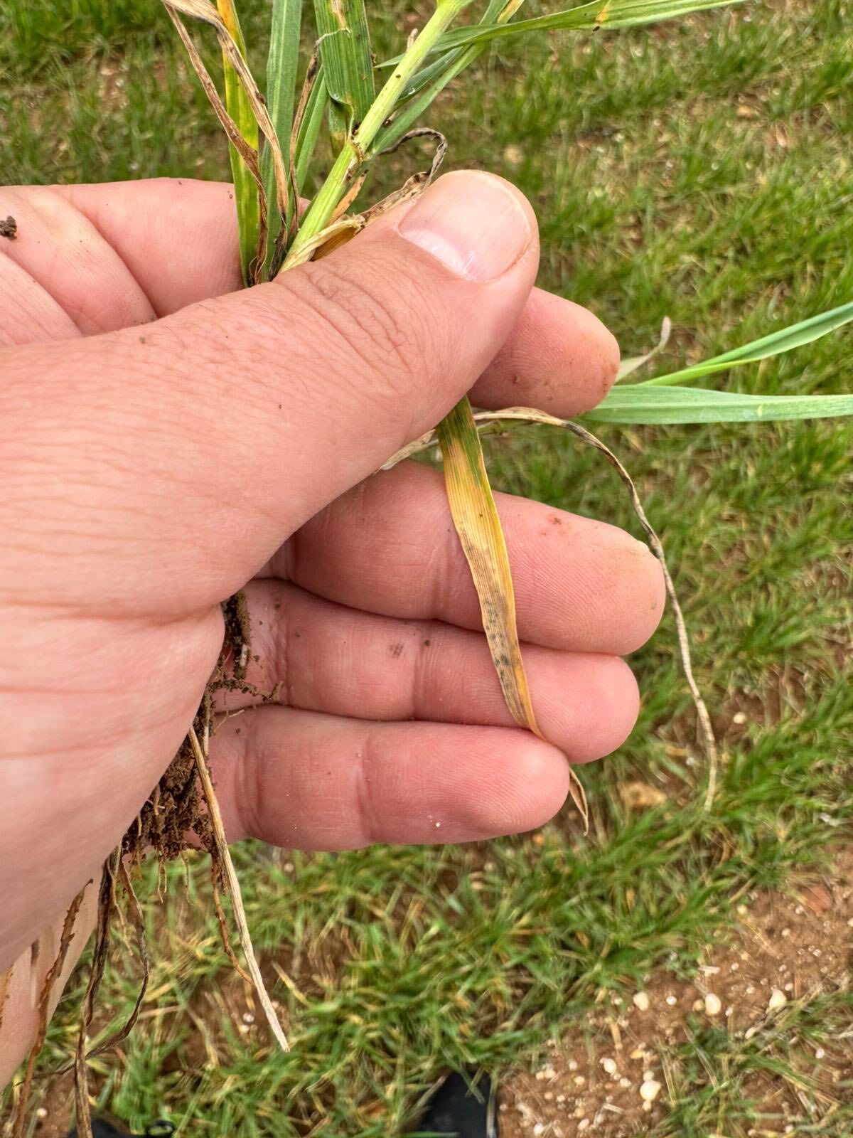 Kütahya Çavdarhisar’da Hububat Çalışmaları3