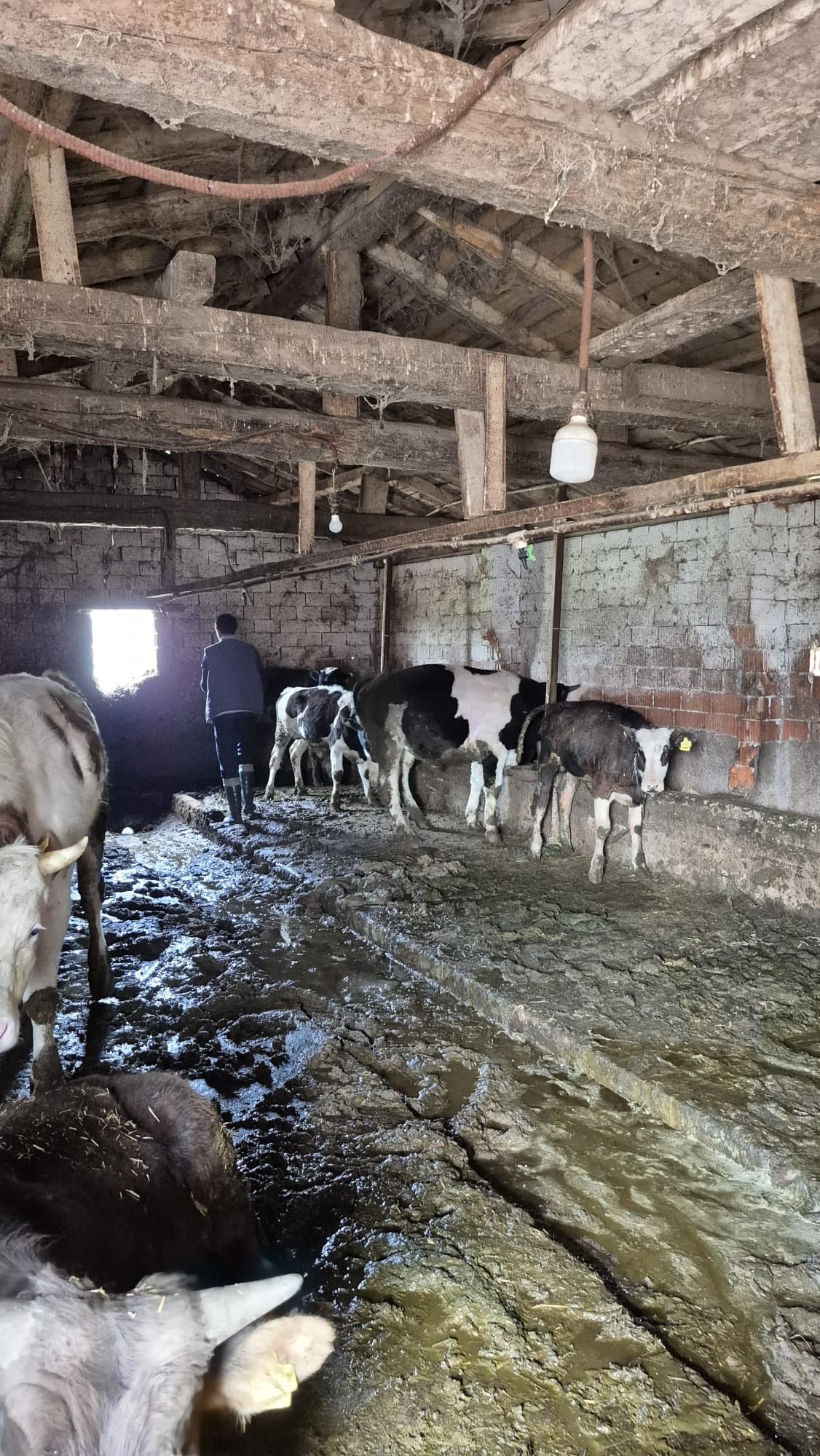 Kütahya Domaniç’te Büyükbaşlara Aşılama Seferberliği