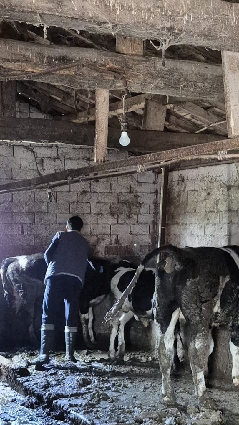 Kütahya Domaniç’te Büyükbaşlara Aşılama Seferberliği3