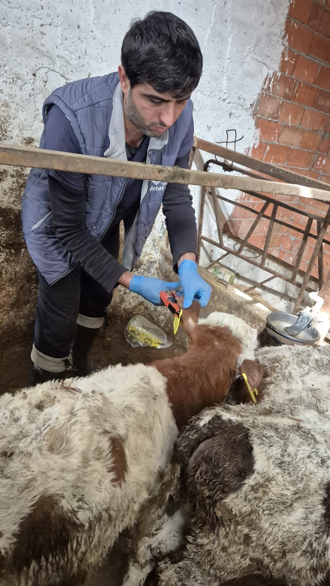 Kütahya Domaniç’te Büyükbaşlara Aşılama Seferberliği4