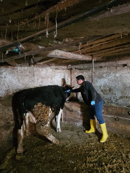 Kütahya Emet’te Aşılama Ve Küpeleme Çalışması Gerçekleştirildi 1