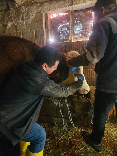 Kütahya Emet’te Aşılama Ve Küpeleme Çalışması Gerçekleştirildi 2