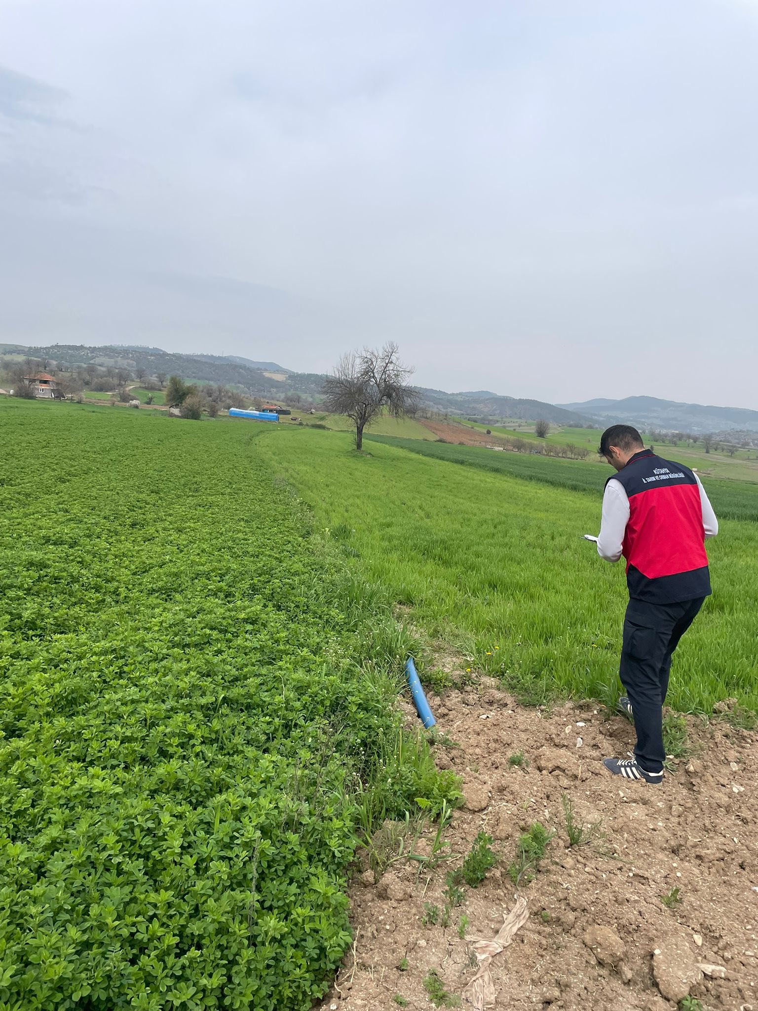 Kütahya Emet’te Yonca Tarlalarında Denetimler Sürüyor2