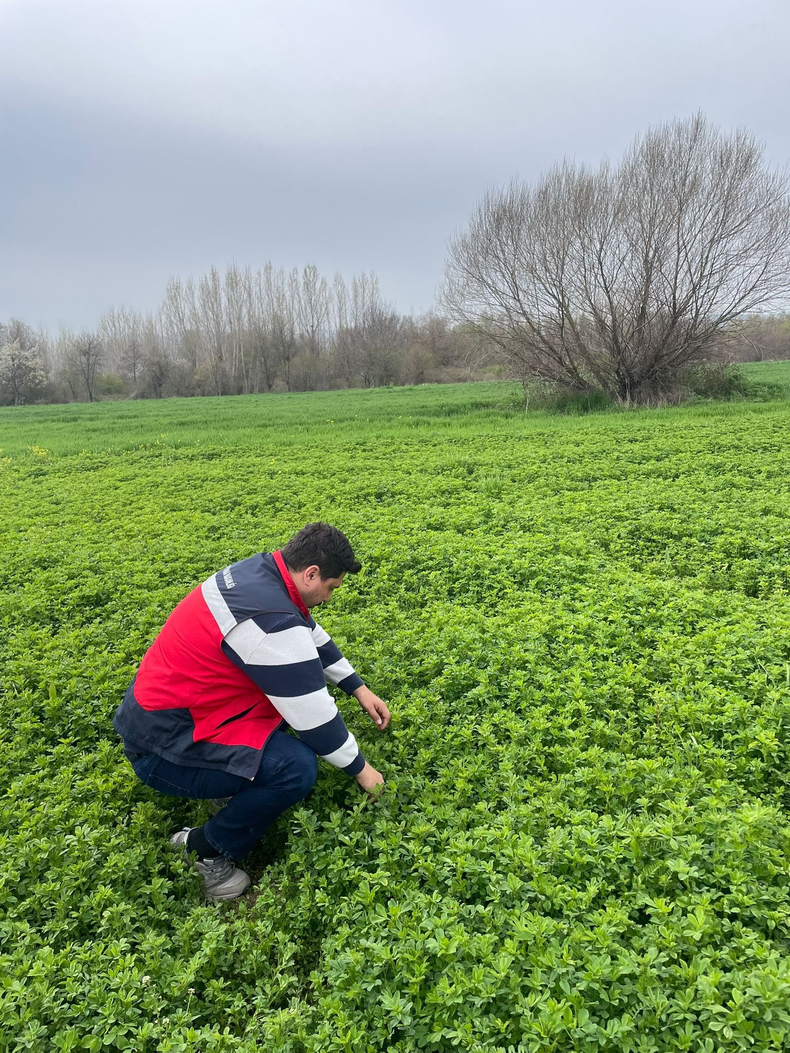 Kütahya Emet’te Yonca Tarlalarında Denetimler Sürüyor3