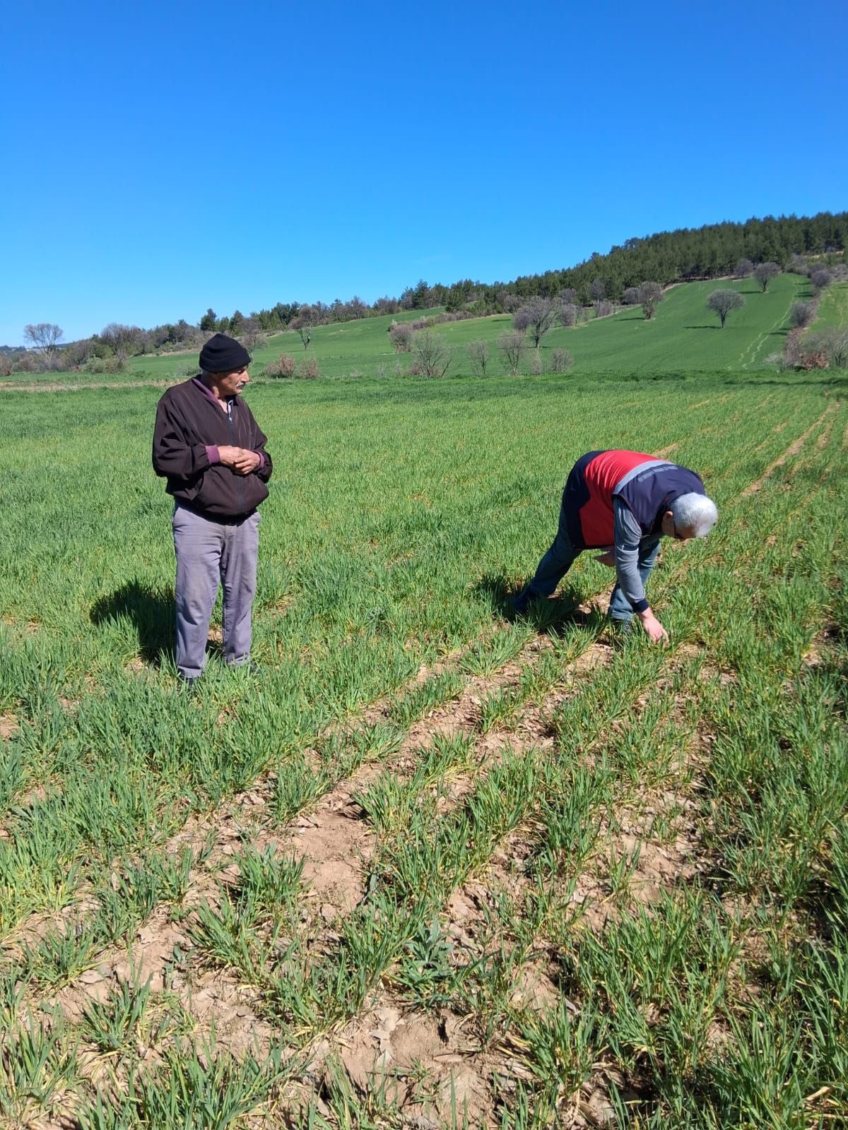 Kütahya Gediz’de Hububat Alanlarında Hastalık Kontrolleri1