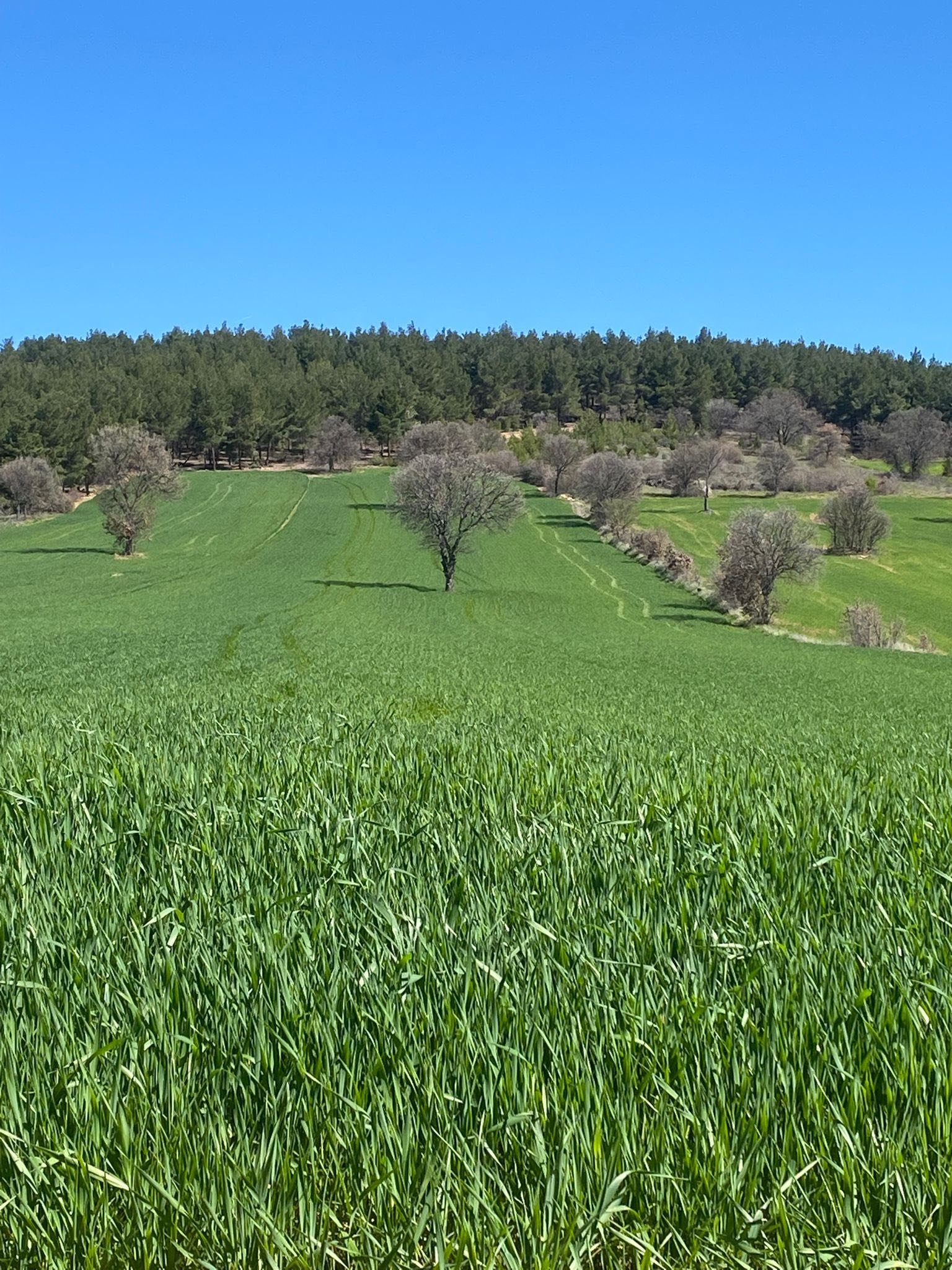 Kütahya Gediz’de Hububat Alanlarında Hastalık Kontrolleri3