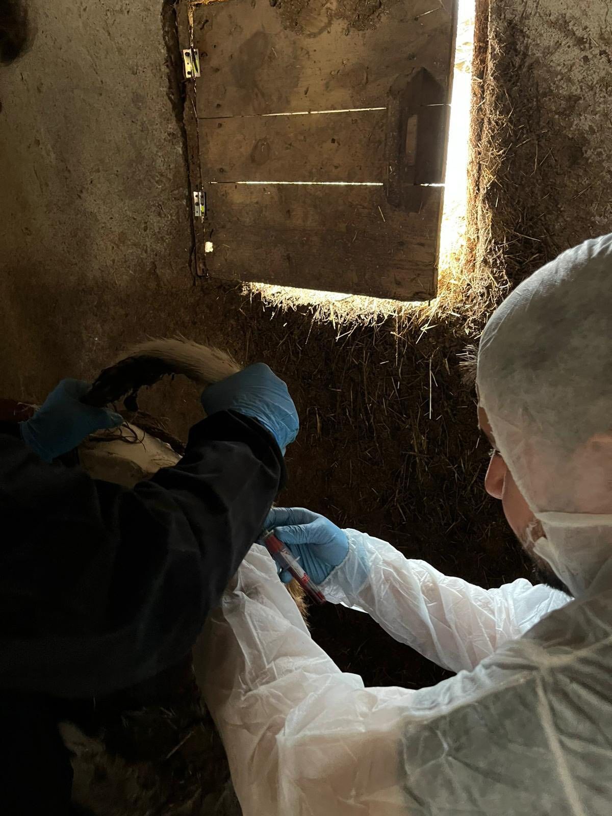 Kütahya Gediz’de Şap Hastalığı Için Numune Alındı2