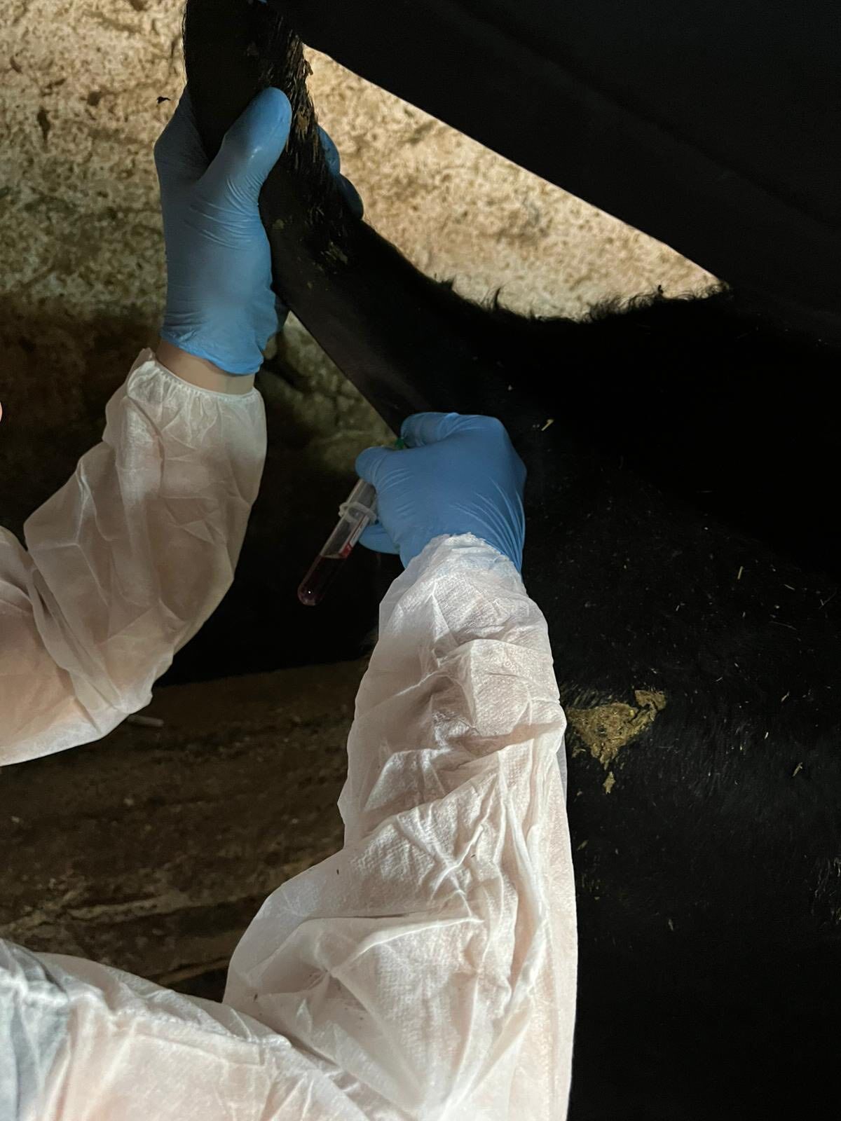 Kütahya Gediz’de Şap Hastalığı Için Numune Alındı3