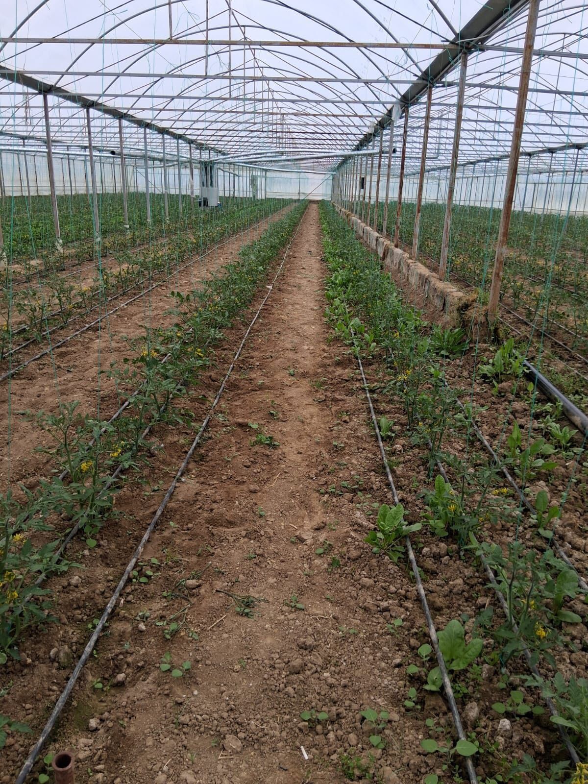 Kütahya Gedizde Sera Üreticilerine Don Uyarısı