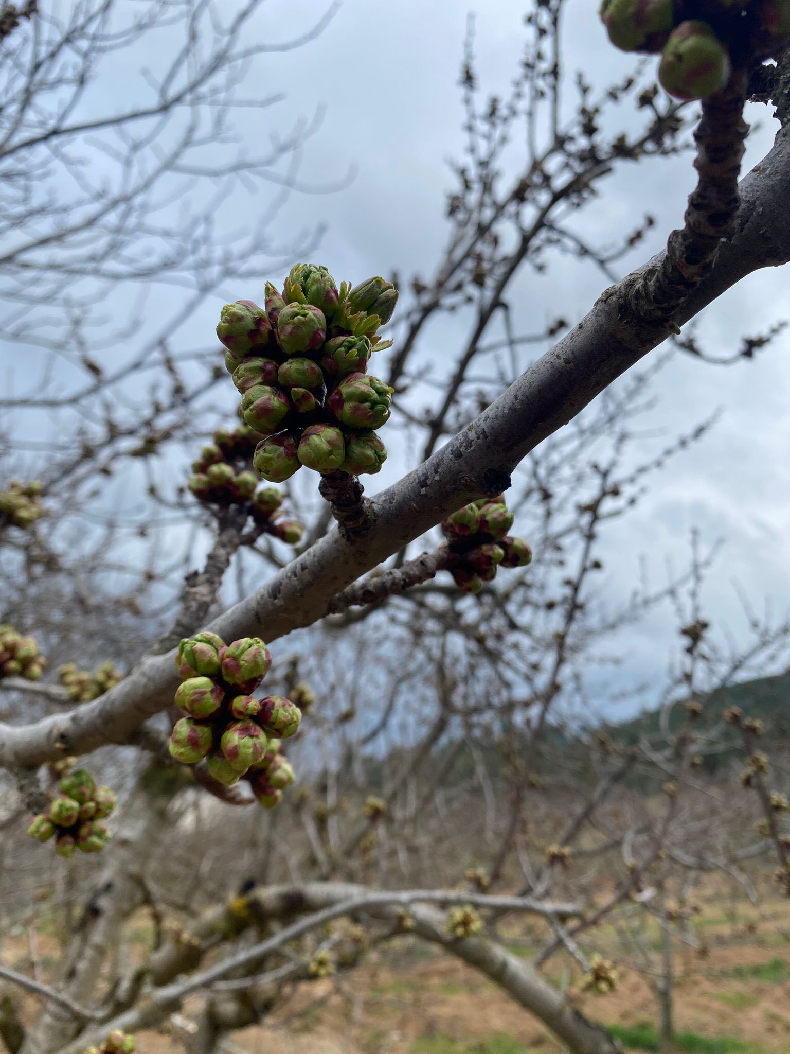 Kütahya Gedizde Sera Üreticilerine Don Uyarısı2