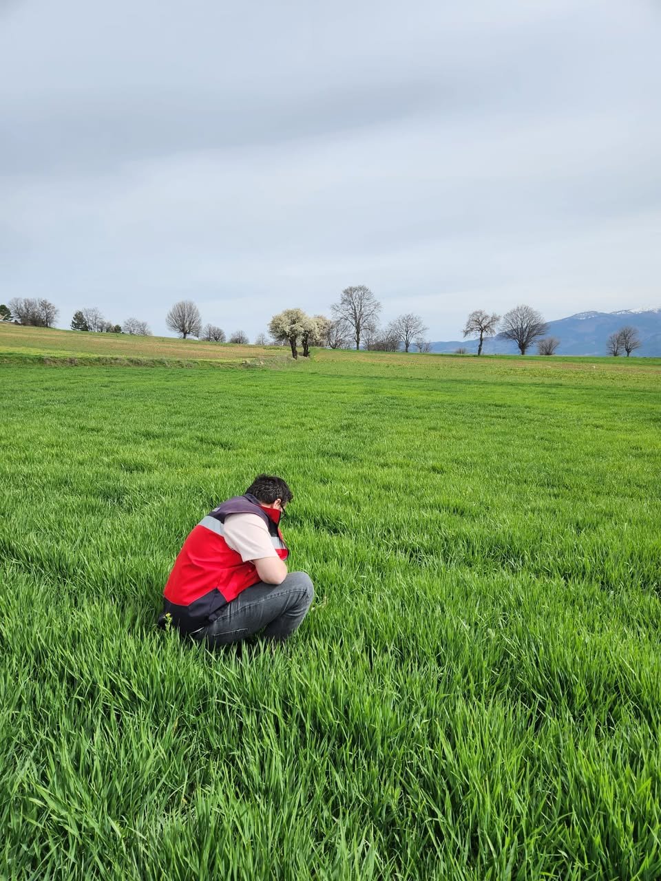 Kütahya Hisarcık’ta Haşhaş Ve Hububat Çalışmaları