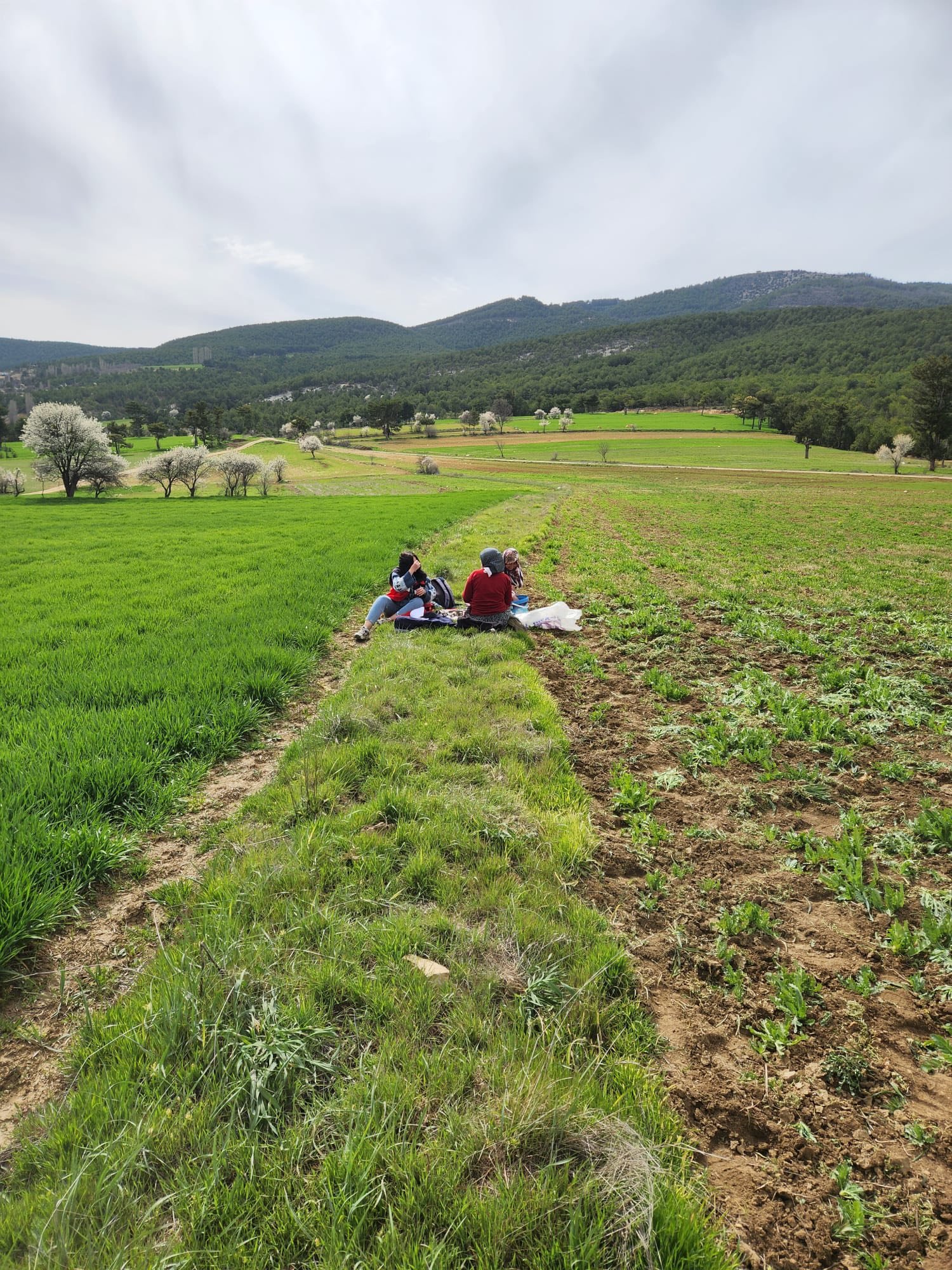 Kütahya Hisarcık’ta Haşhaş Ve Hububat Çalışmaları2