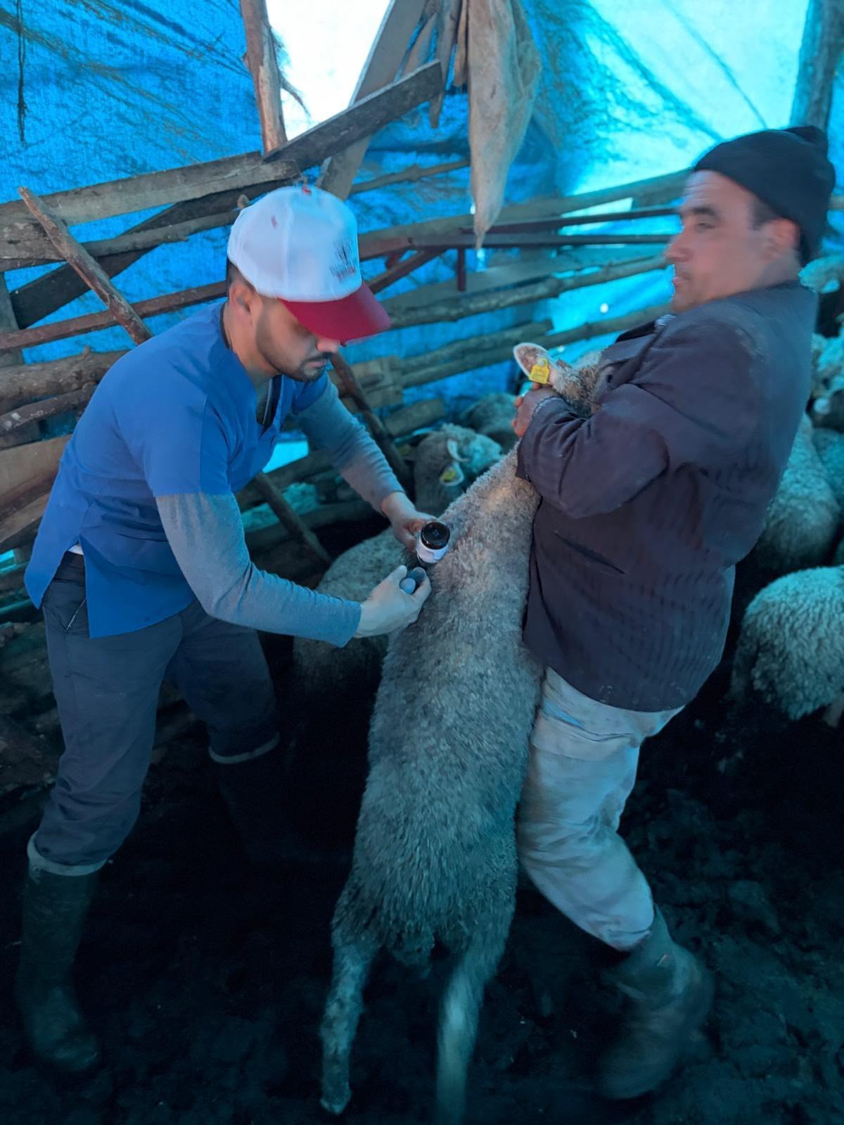 Kütahya Pazarlar’da Küçükbaşlara Aşılama Sürüyor