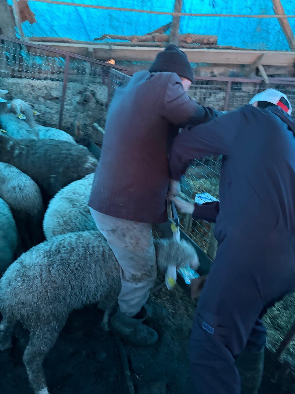 Kütahya Pazarlar’da Küçükbaşlara Aşılama Sürüyor2