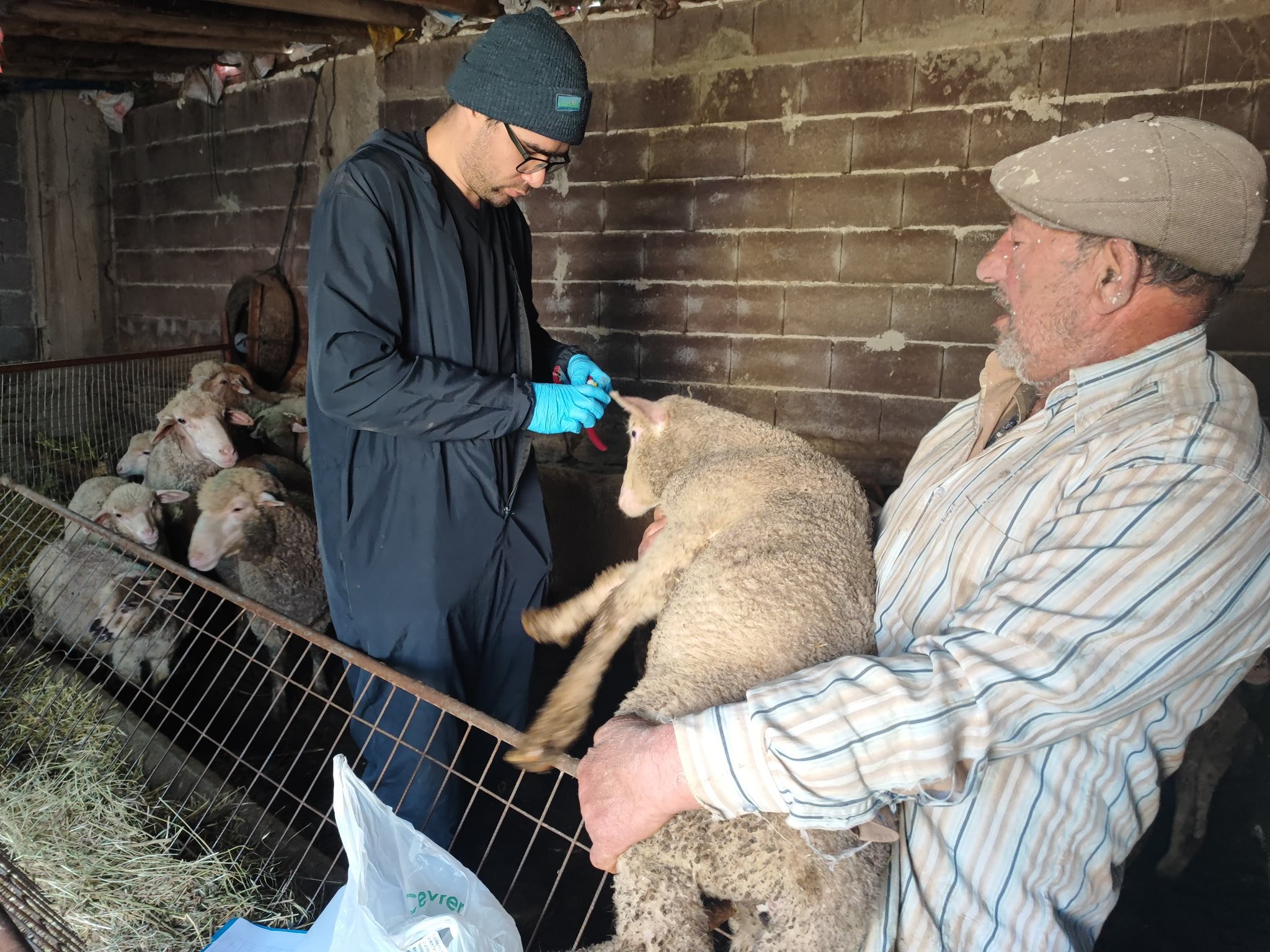 Kütahya Şaphane’de Hayvanlara Aşılama Ve Kimliklendirme1