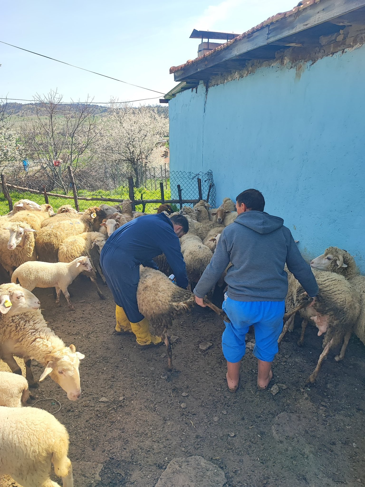 Kütahya Şaphane’de Hayvanlara Aşılama Ve Kimliklendirme3