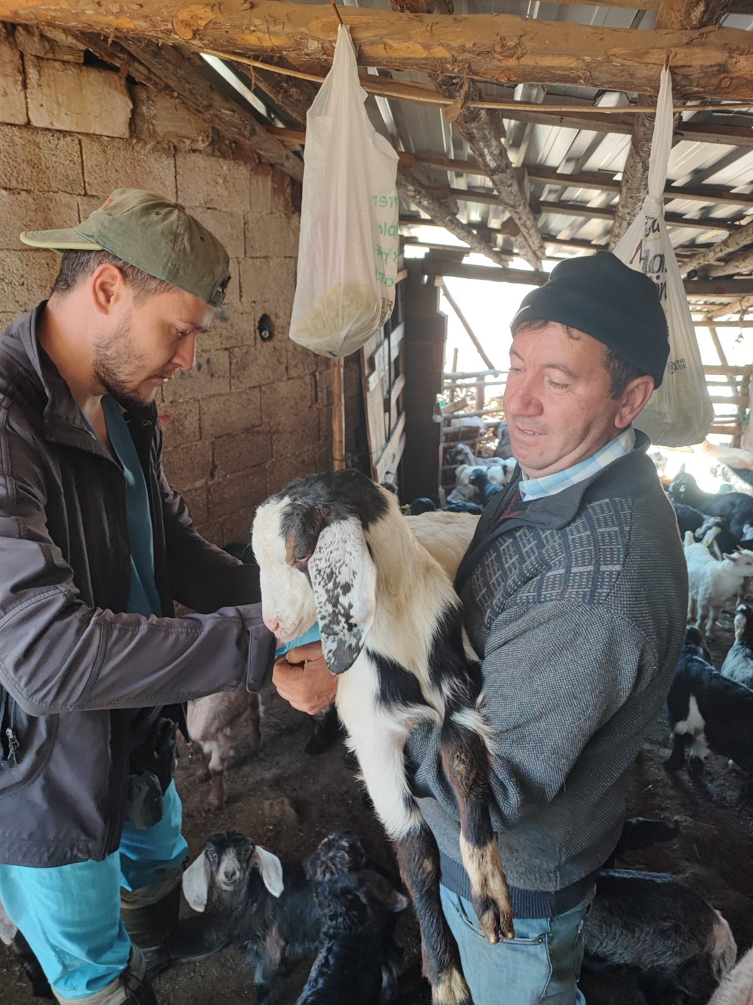 Kütahya Şaphane’de Küçükbaş Hayvanlara Aşılama 3