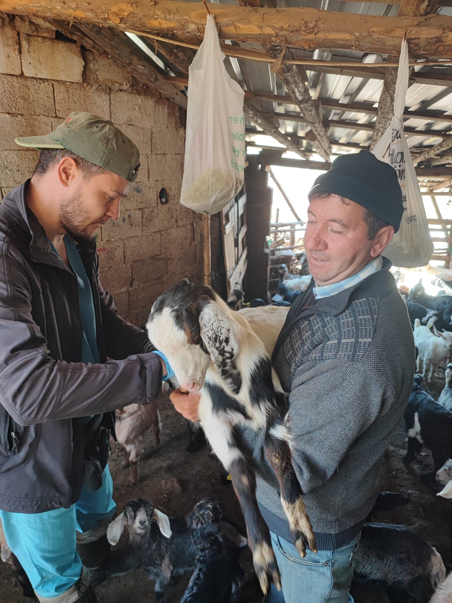 Kütahya Şaphane’de Küçükbaş Hayvanlara Aşılama