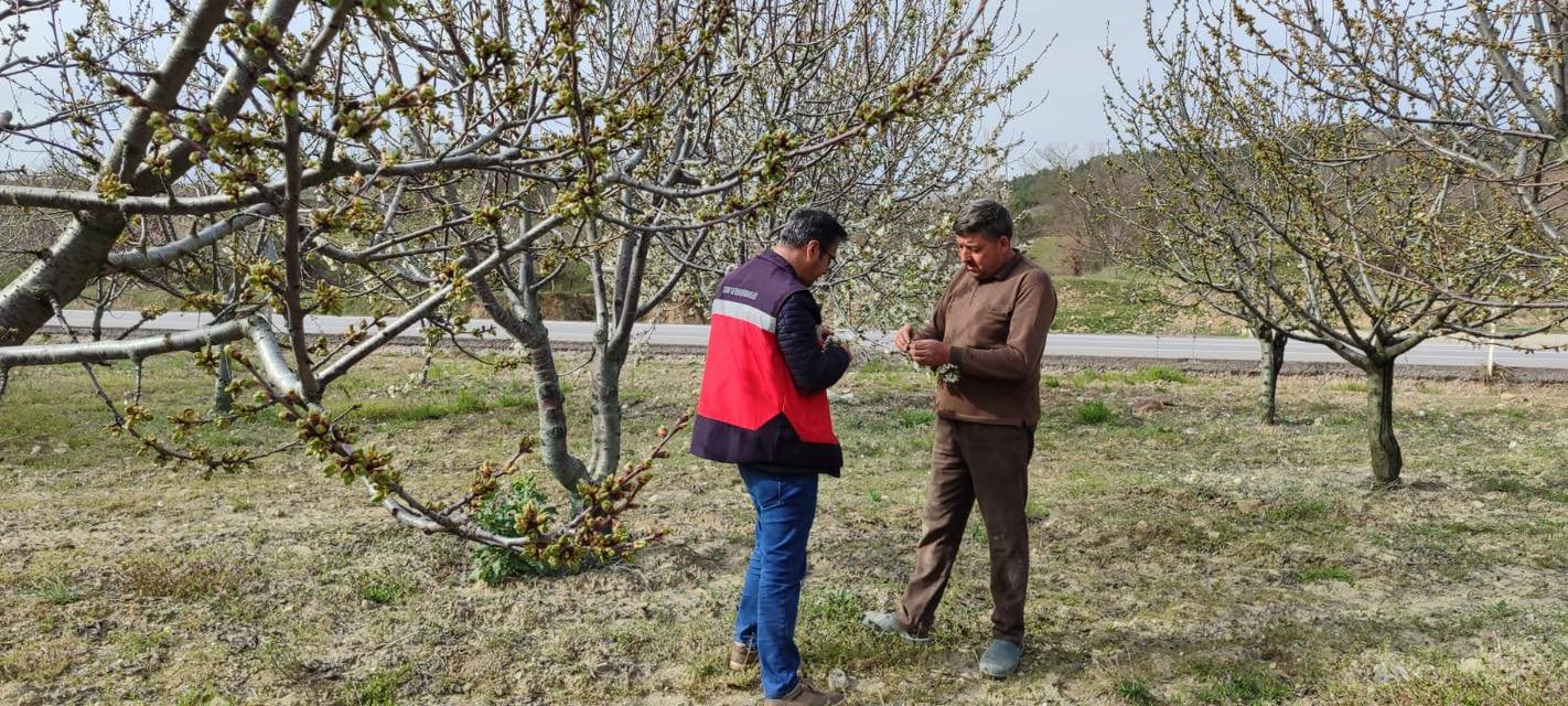 Kütahya Şaphane’de Zirai Don Kontrolleri Tamamlandı3