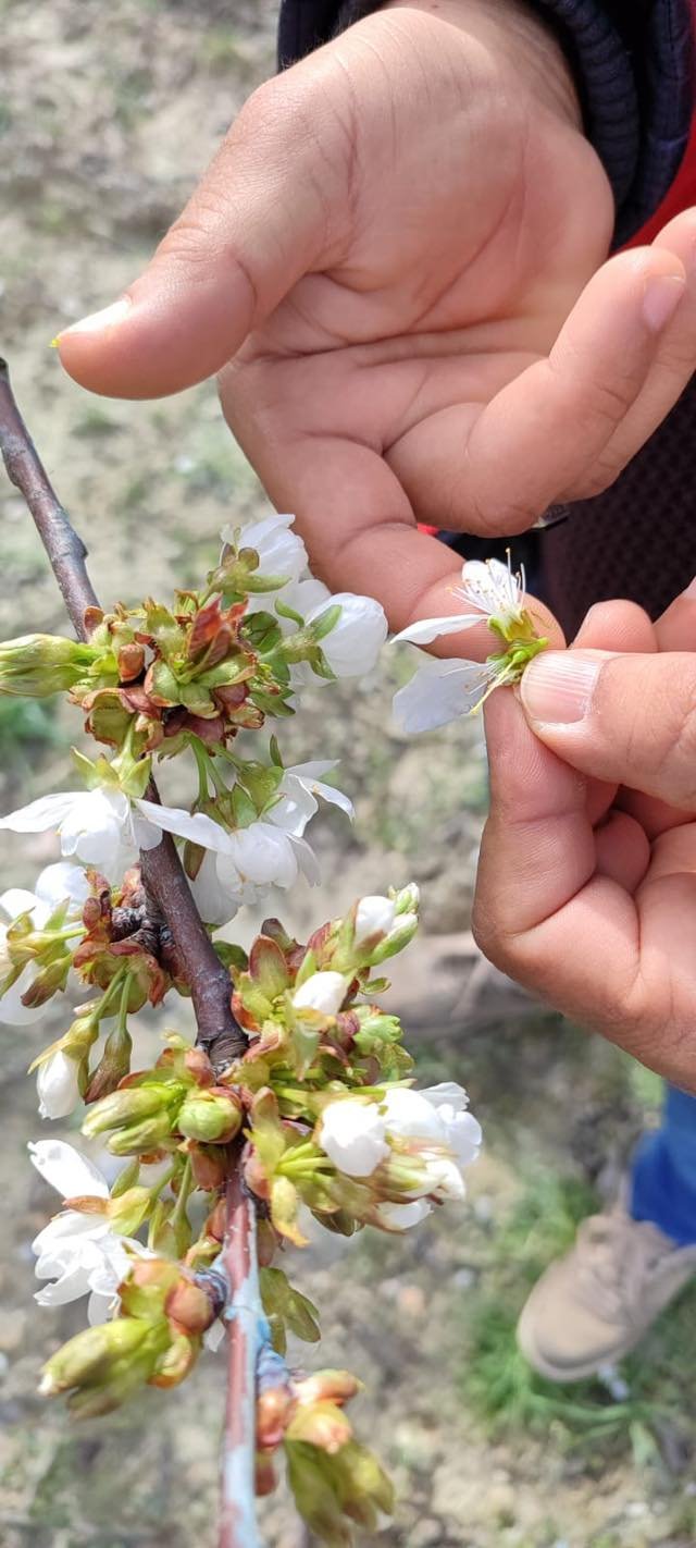Kütahya Şaphane’de Zirai Don Kontrolleri Tamamlandı4