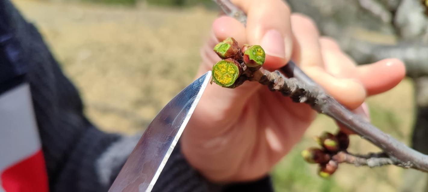 Kütahya Şaphane’de Zirai Don Kontrolleri Yapıldı4