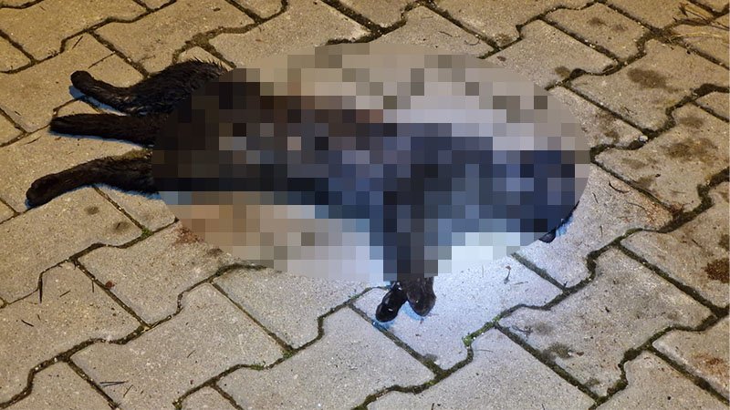 Kütahya’da Bir Mahalle, Sahipsiz Sokak Köpeklerinden Dertli (2)