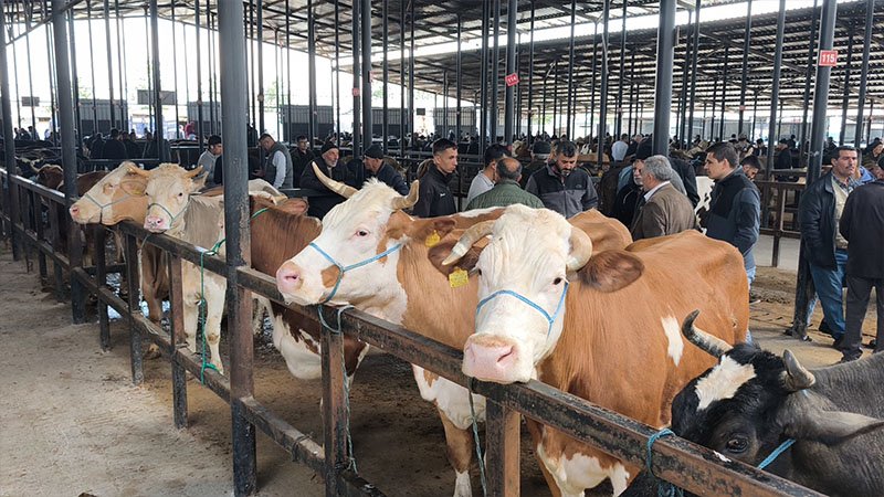 Kütahya’da Canlı Hayvan Pazarında Kurbanlık Telaşı Başladı (1)