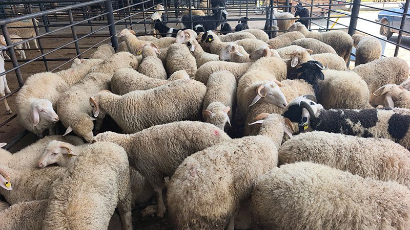 Kütahya’da Canlı Hayvan Pazarında Kurbanlık Telaşı Başladı (5)