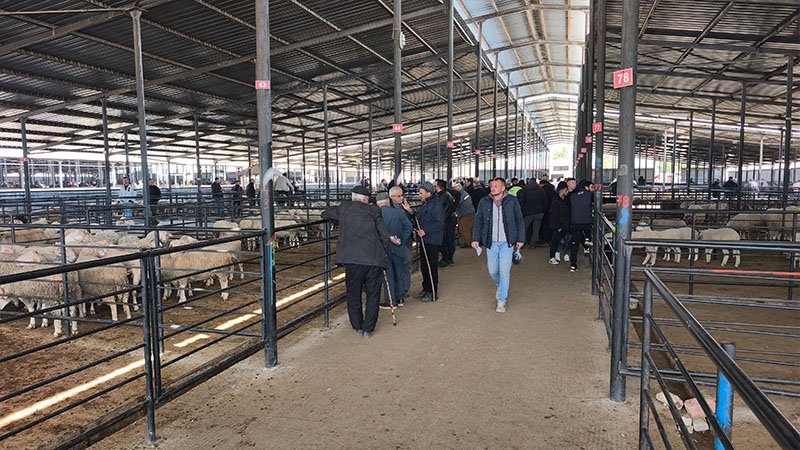 Kütahya’da Canlı Hayvan Pazarında Kurbanlık Telaşı Başladı (6)