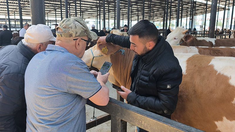 Kütahya’da Canlı Hayvan Pazarında Kurbanlık Telaşı Başladı (7)