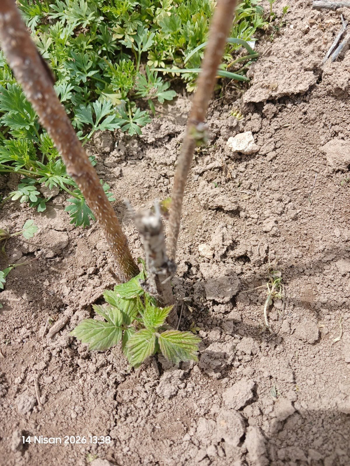 Kütahya’da İyi Tarım Uygulamaları Eğitimi Ve Fidan Kontrolü Yapıldı 3