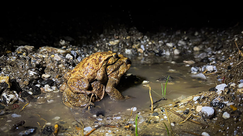 Kütahya’da Kurbağaların Binlerce Yıllık Göç Yolculuğu Başladı (4)