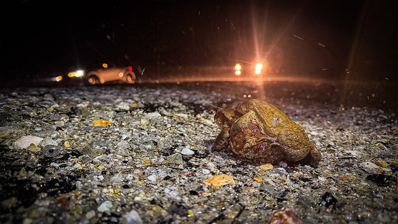 Kütahya’da Kurbağaların Binlerce Yıllık Göç Yolculuğu Başladı (5)
