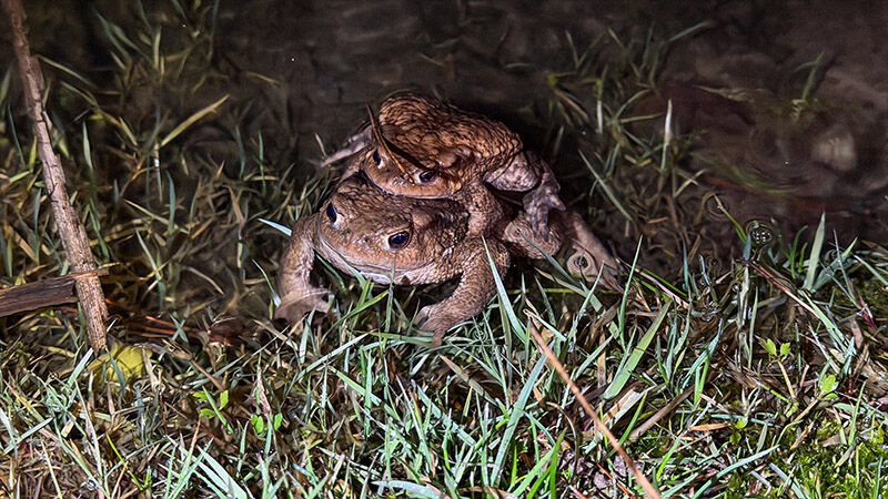 Kütahya’da Kurbağaların Binlerce Yıllık Göç Yolculuğu Başladı (6)