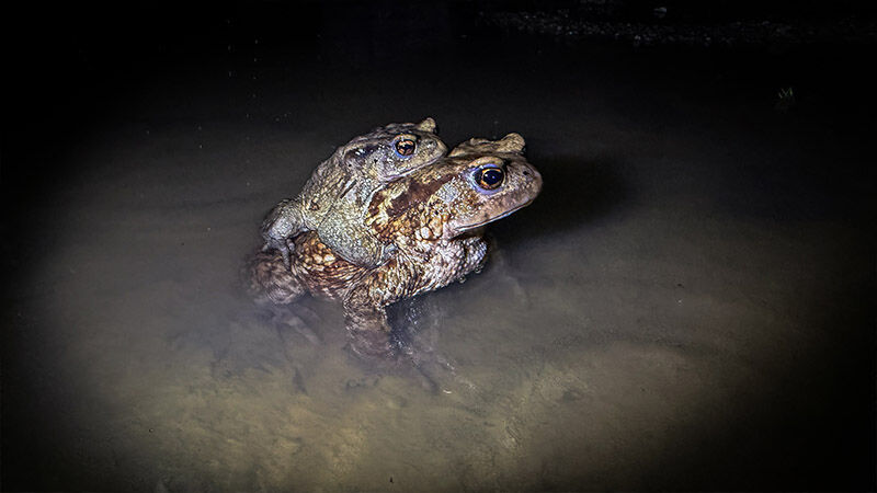 Kütahya’da Kurbağaların Binlerce Yıllık Göç Yolculuğu Başladı (7)