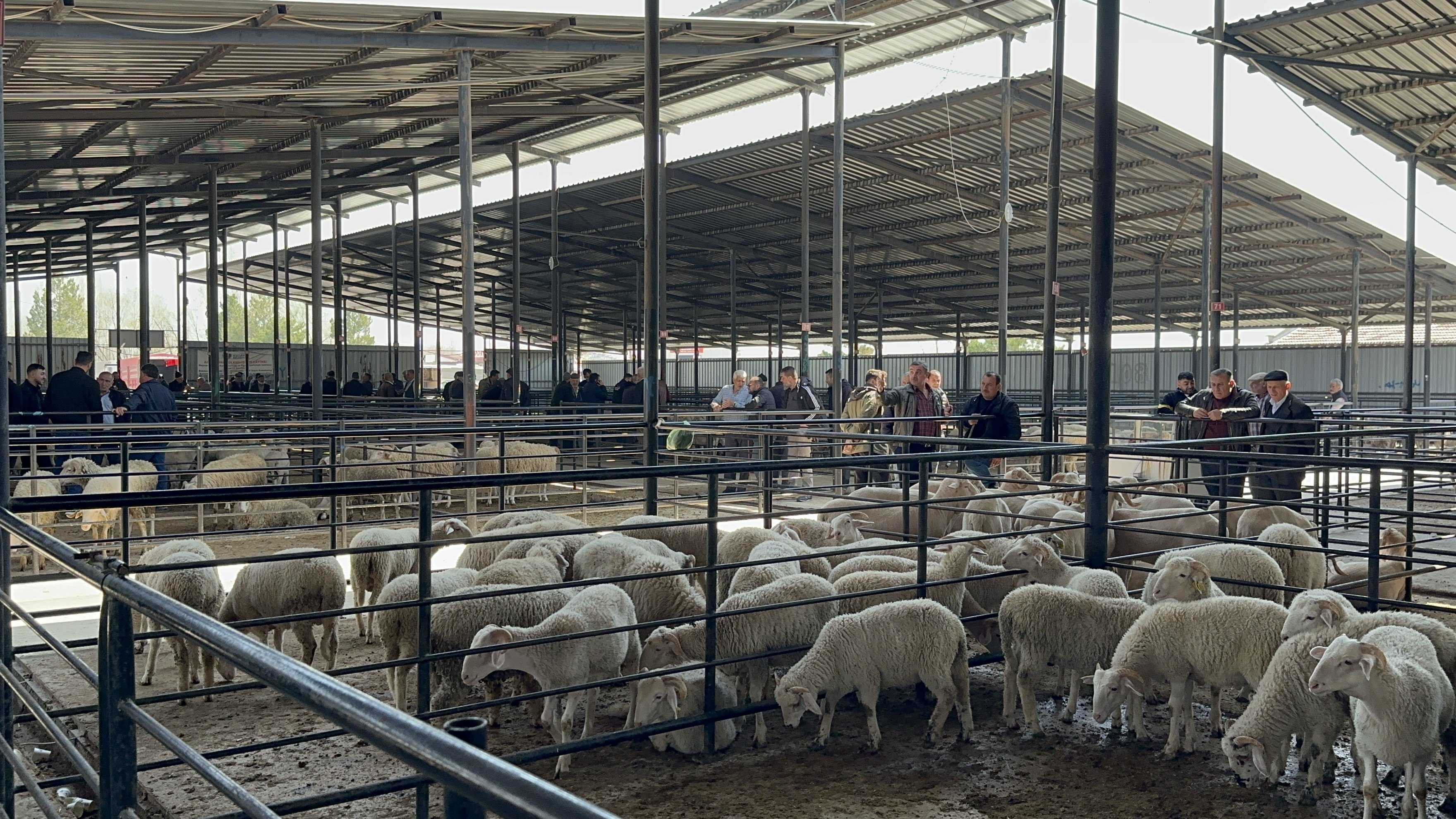 Kütahya’da Kurbanlık Fiyatlarında Son Durum (1)