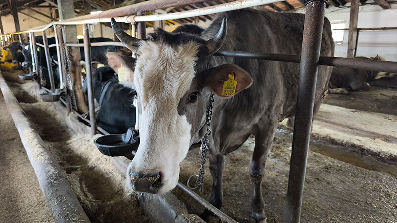 Kütahya’da Kurbanlık Hayvan Alışverişi Başladı (5)