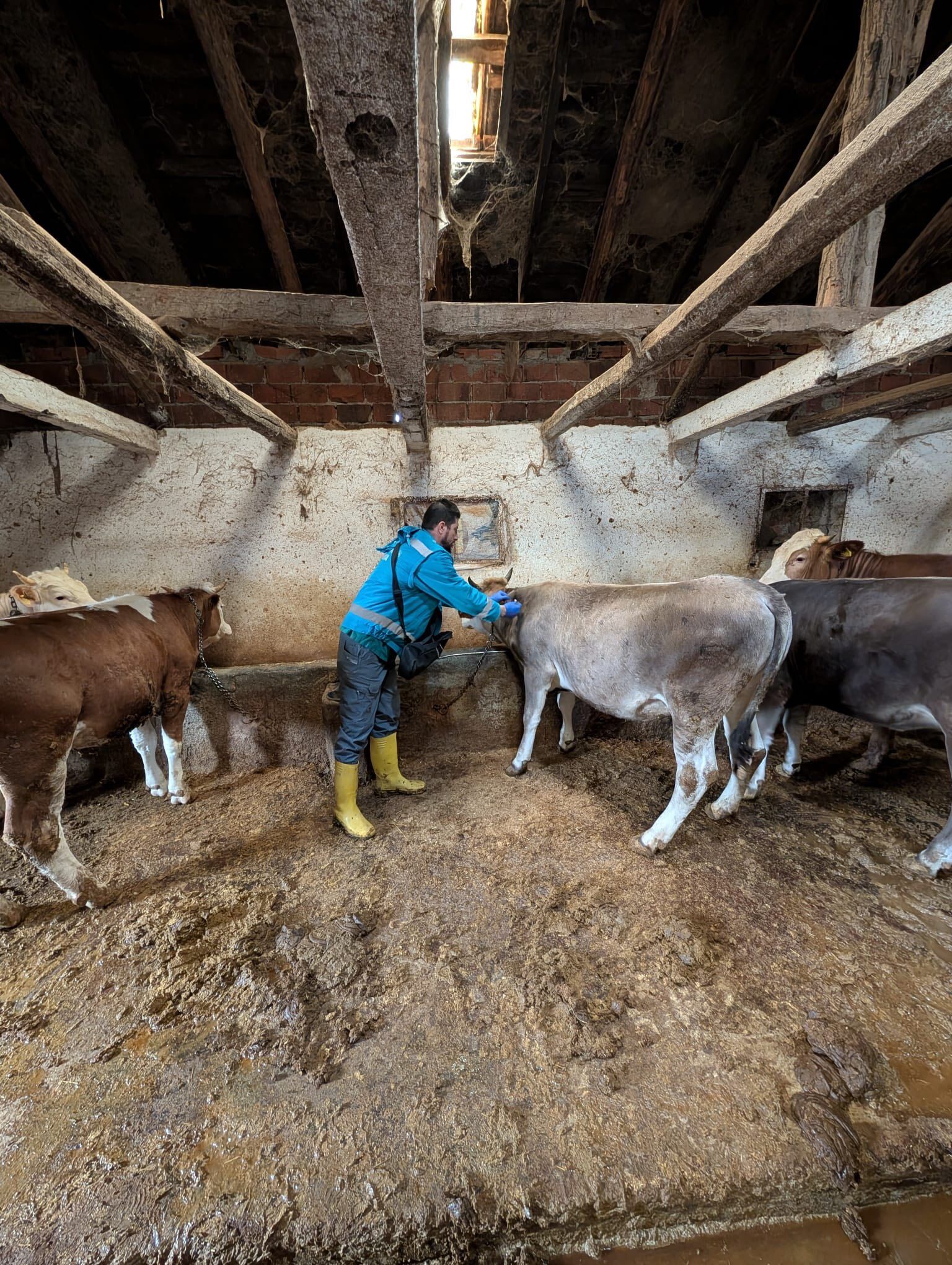 Kütahyada Merkez Köylere Şap Aşılama Çalışmaları Sürüyor2