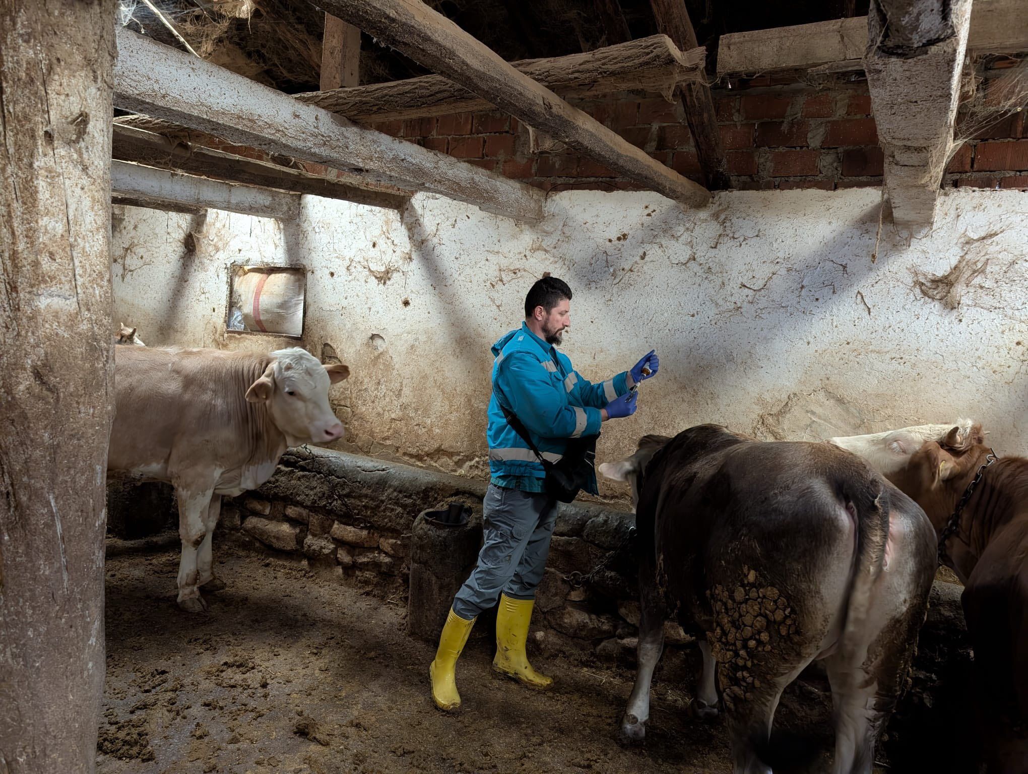 Kütahyada Merkez Köylere Şap Aşılama Çalışmaları Sürüyor3