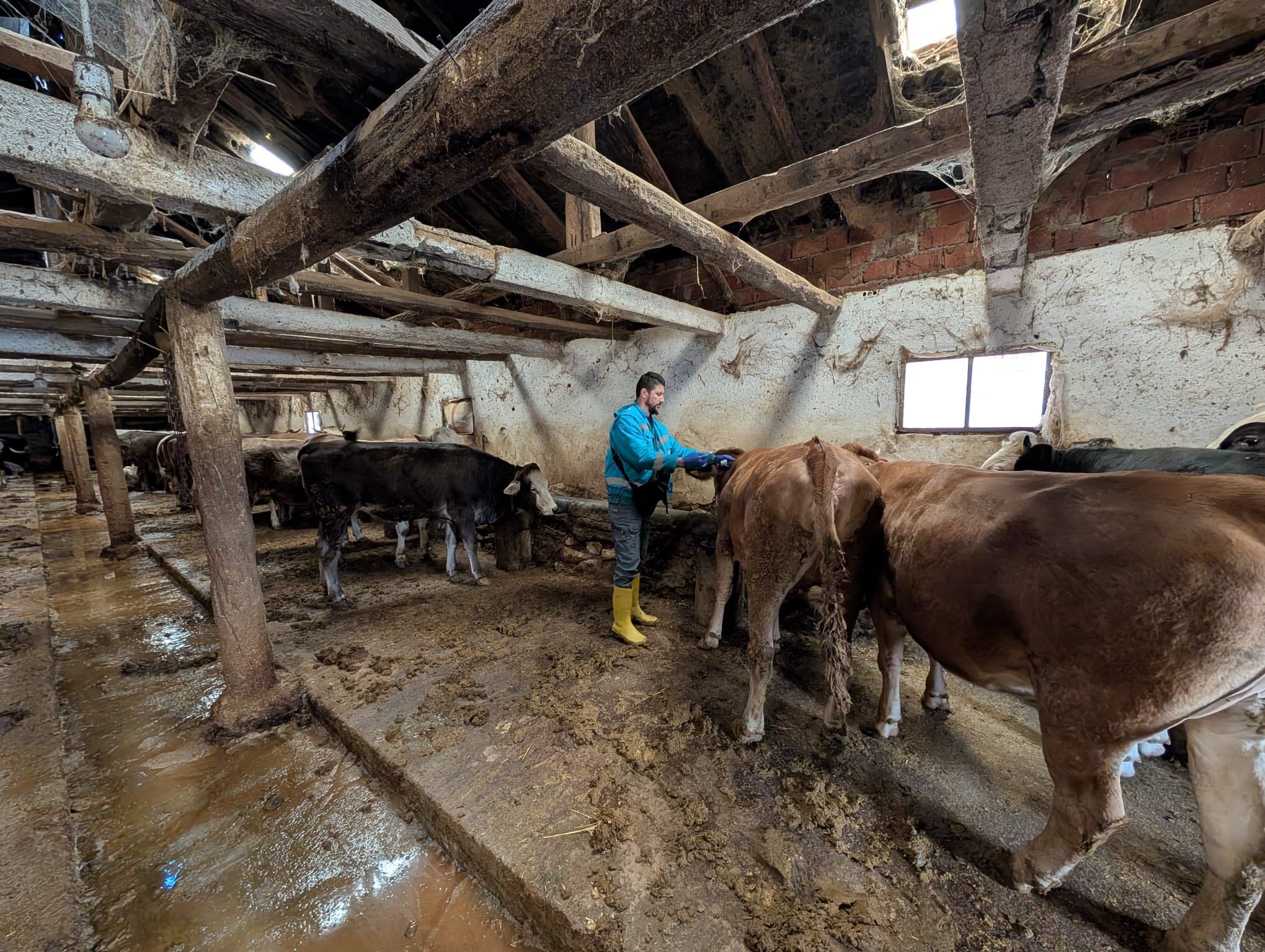 Kütahyada Merkez Köylere Şap Aşılama Çalışmaları Sürüyor4