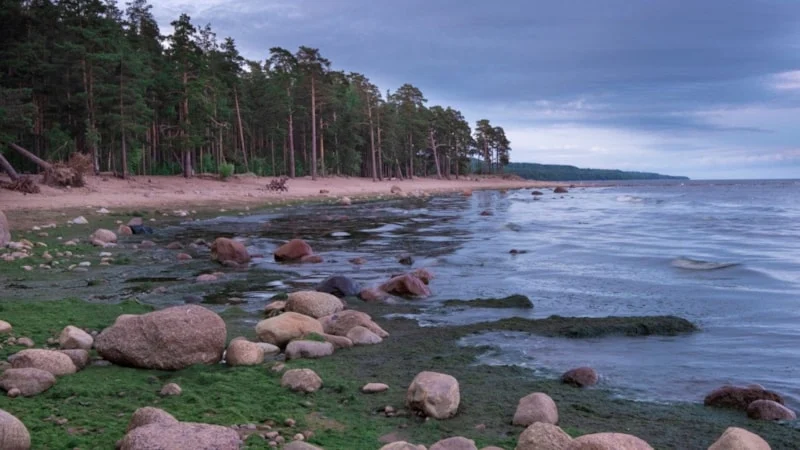 Kuzey Denizi Altındaki 16 Bin Yıllık Orman2